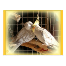 Love Birds Postcard