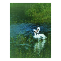 Love Birds white pelican couple MWUH! Custom Announcements