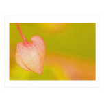 love bows out post card