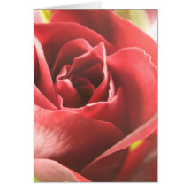 Love is a red rose ... card