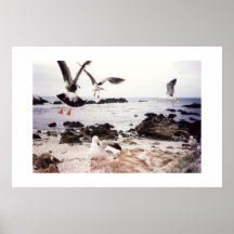 Love Nature – Seagulls Posters