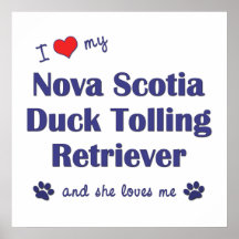 Love Nova Scotia Duck Tolling Retriever (Female) Poster