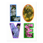 Love with Flowers Postcard