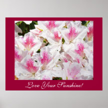 Love Your Sunshine! art prints Pink White Azaleas