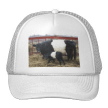 Lovely Beltie Cow and Calf Hat