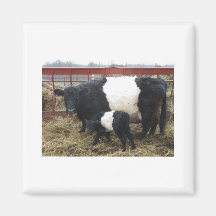 Lovely Beltie Cow and Calf Magnets
