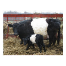 Lovely Beltie Cow and Calf Postcards