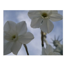Lovely Daffodil Postcard
