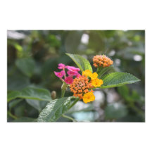 Lovely flowers photo