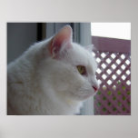 LOVELY KITTY POSTER