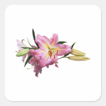 Lovely Pink Lilies Sticker