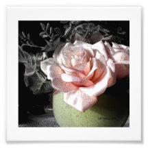LOVELY PINK ROSE by CR SINCLAIR Photo