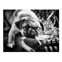 Lovely Playfull Mops Post Cards