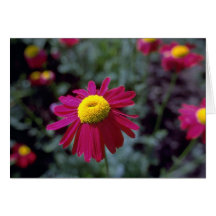 Lovely Vivid daisy Card