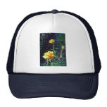 LovelyYellow rose and buds, incandescent water gla Trucker Hat