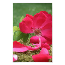 Loves me photo art