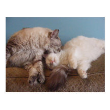 loving you Postcard