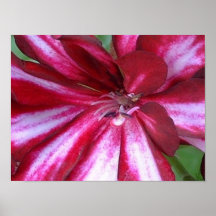 lucious geranium posters