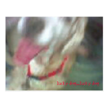 lucky dog...lucky dog postcards