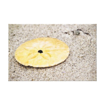Lucky Sand Dollar Stretched Canvas Print