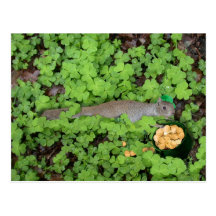 Lucky Squirrel in Clovers Post Card