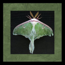 Luna Moth Photo Print posters