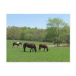 Lunch with Friends three horses Post Cards