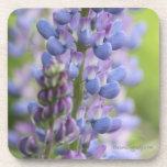 Lupine Flowers cork coasters