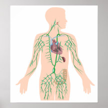 Lymphatic drainage poster