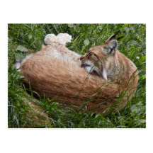 Lynx washing postcard