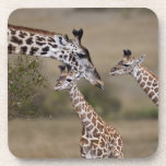 Maasai Giraffe (Giraffe Tippelskirchi) as seen Beverage Coasters