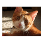 Mac Cat Photo Postcard
