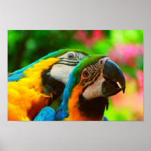 Macaw Cuddle Posters