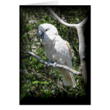 Macaw Greeting Card