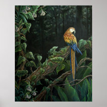 Macaw in the Rainforest Poster