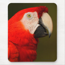 macaw mouse pad