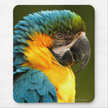 macaw mousepads