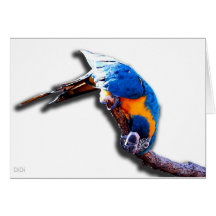 Macaw On A Stick Cards