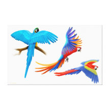 Macaw Parrot Study Wrapped Canvas Stretched Canvas Prints