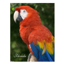 Macaw Postcard