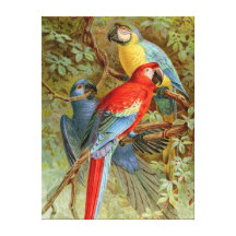 Macaws Canvas Prints