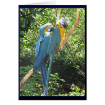 Macaws Card