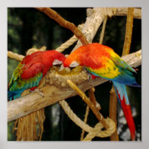 Macaws Poster