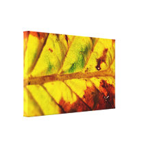 Macro Autumn Leaf