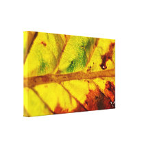 Macro Autumn Leaf