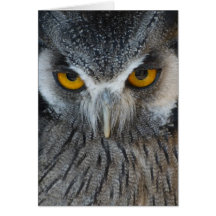 Macro Black and White Owl Greeting Cards