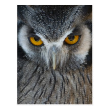 Macro Black and White Owl Post Card