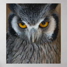 Macro Black and White Owl Posters