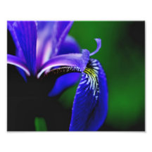 Macro Blue Flag Iris Petal 10x8 Flower Print Art Photo