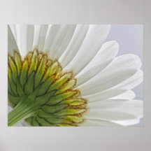 Macro Daisy Photo Poster